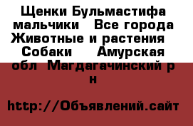 Щенки Бульмастифа мальчики - Все города Животные и растения » Собаки   . Амурская обл.,Магдагачинский р-н